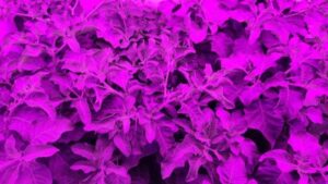 80 Acres Farms and Soli Organic Unite to Form Indoor Farming Network