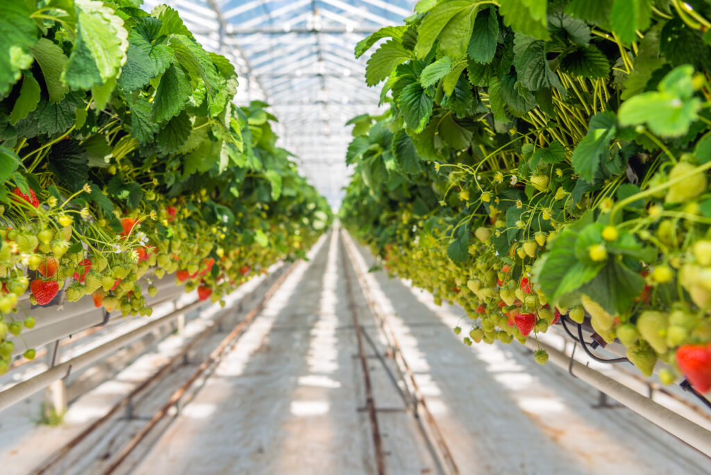 Overview of long rows with a lot of ripening strawberries grown without soil and at an ergonomic picking height in a modern specialized Dutch greenhouse.