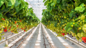 Researchers Explore New Ways to Boost CEA Strawberry Production