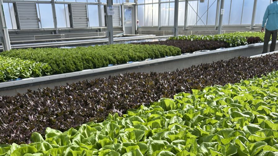 leafy greens in OSU's greenhouse