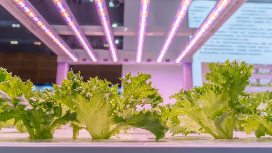 Vegetables grow with LED lights in an indoor farm.