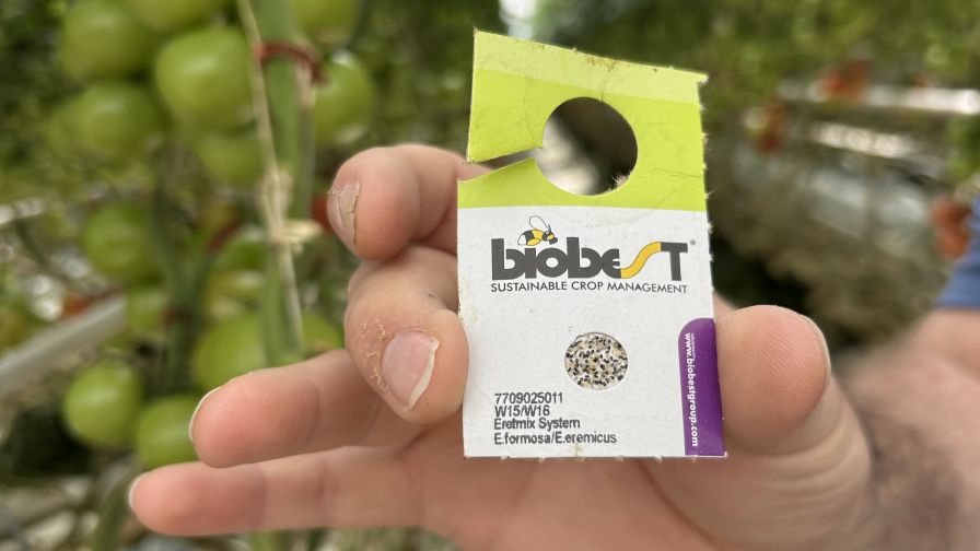 The company uses innovative IPM strategies to minimize pesticide use, including these Nutricards that serve as a food source for beneficial insects.