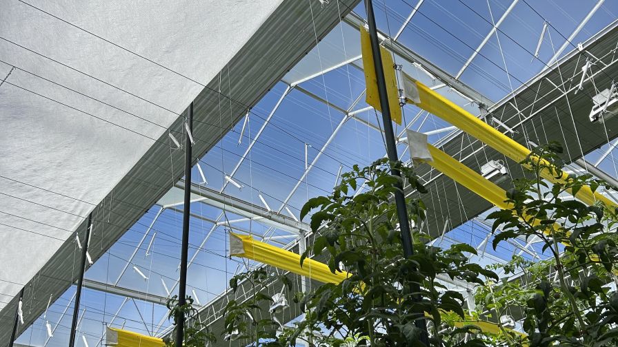 To mitigate light pollution and control how much sunlight its plants receive, Mucci Farms uses shade screens in its greenhouses.