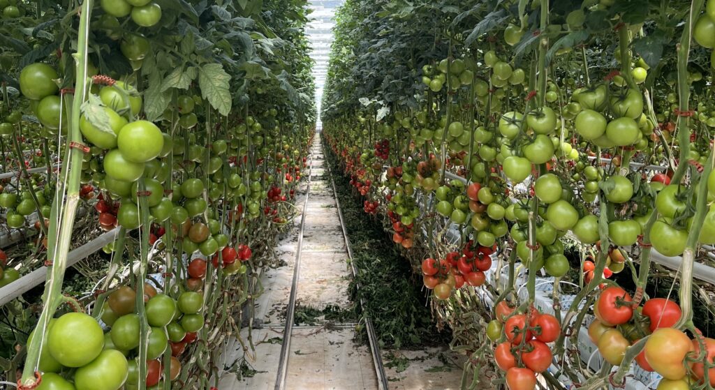 The company uses 80% less water than open-field production by using a closed-loop system.