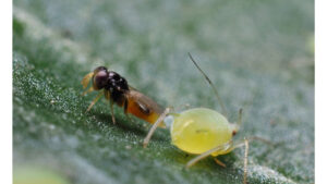 Beneficial Insectary
