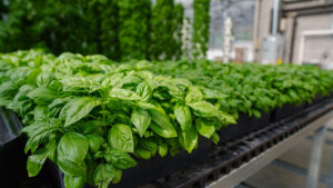 From Rooftops to Remote Regions: Why Tower Farms Work Virtually Anywhere