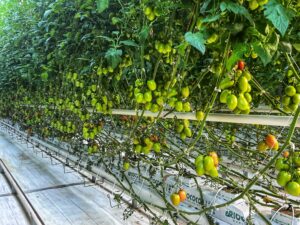 Peppers growing at Virginia Tech. | Photo: Brandan A. Shur