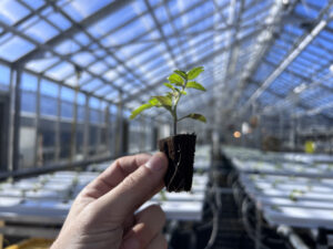 High resolution photo of a plant substrate. | Photo: Brandan A. Shur