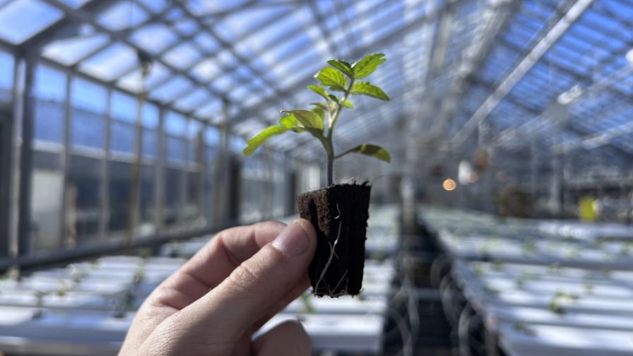 High-resolution photo of a plant substrate. | Photo: Brandan A. Shur