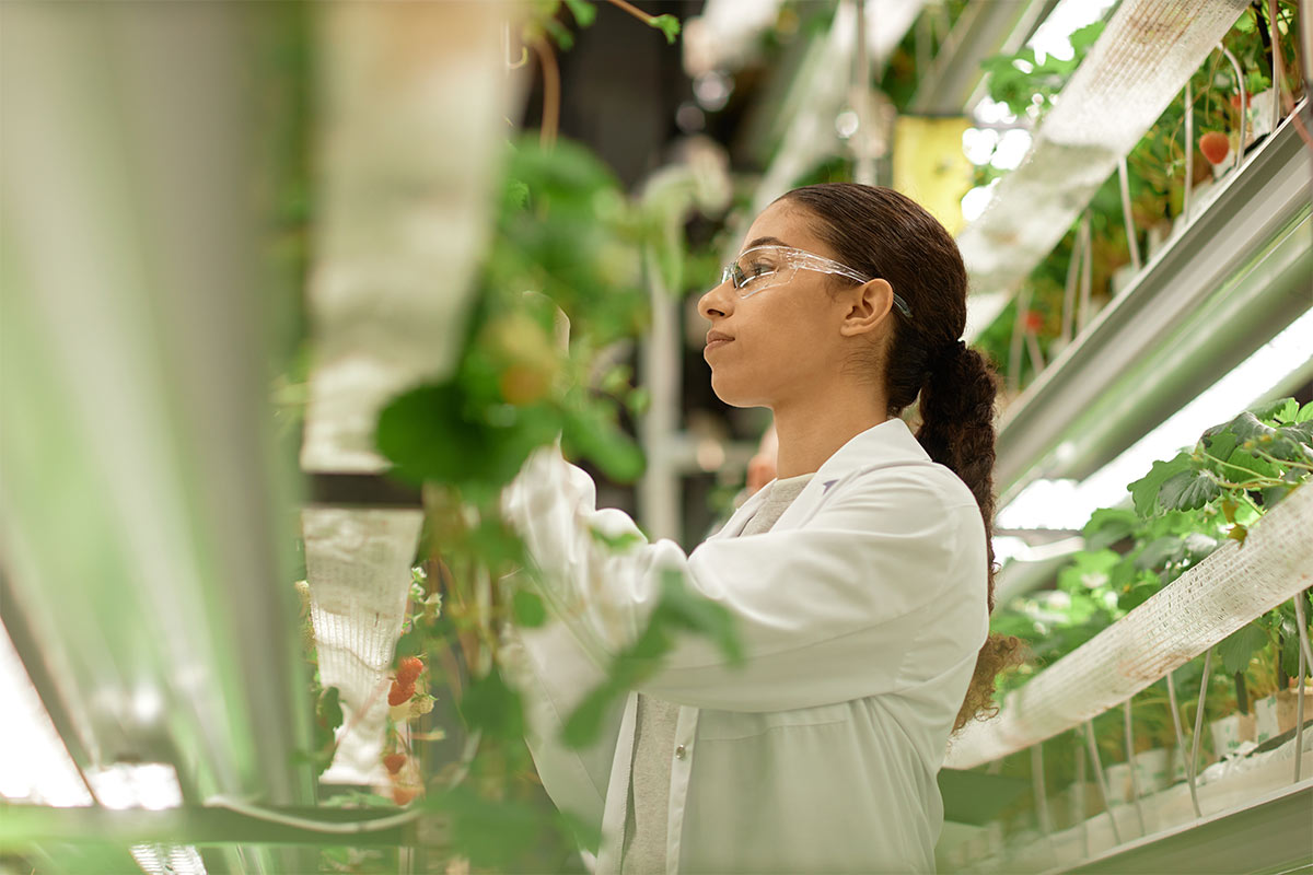 person examining strawberries
