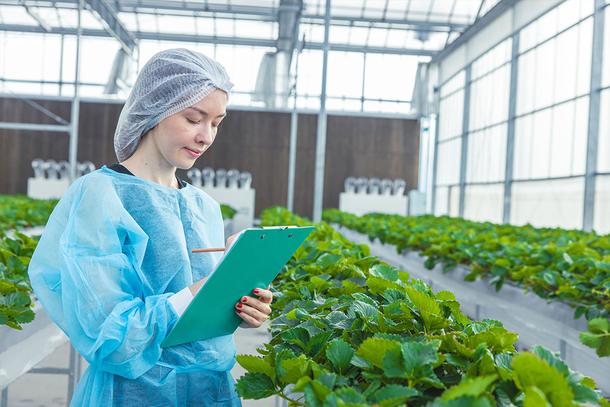 person examining strawberries