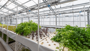 Equipment Planning and Upgrading for More Efficient Greenhouses