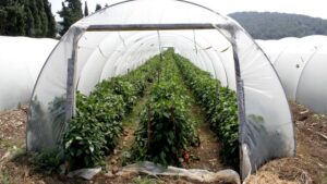 Using Sustainable Plastics in Agriculture