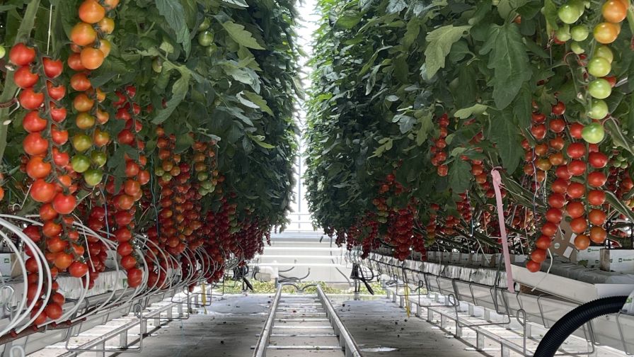 OSU's Greenhouse Tomato Academy