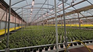 Herbs growing in a greenhouse