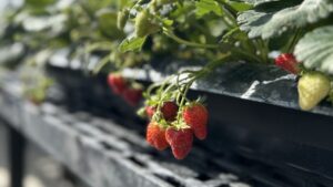 Research Brief: Maximizing Yield in Greenhouse Strawberries