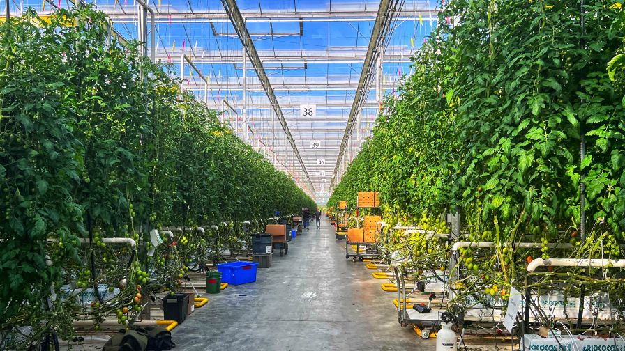 greenhouse at Virginia Tech