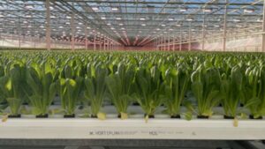 Hort Americas and Hortiplan Announce New Partnership
