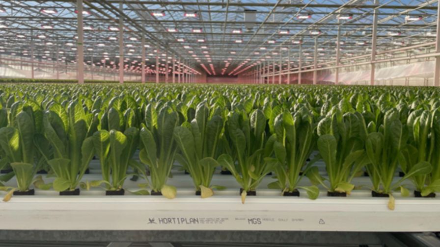 Hortiplan mobile gully system