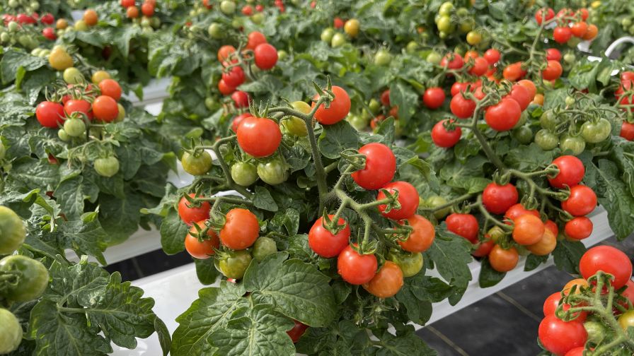 Micro-tomatoes growing in Virginia Tech's greenhouse