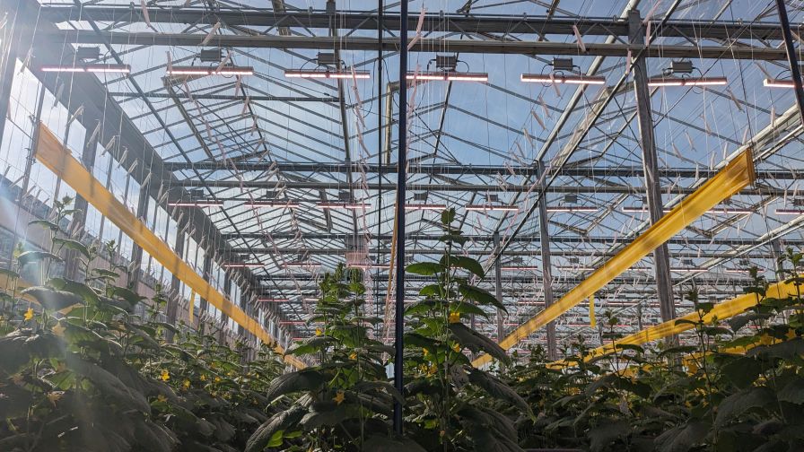 Greens growing in a greenhouse.
