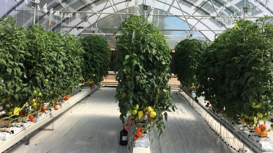Greenhouse at the University of Arizona