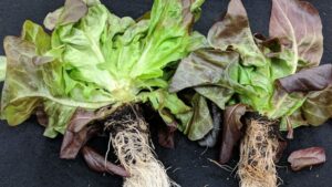 Managing Root Disease in Hydroponic Lettuce
