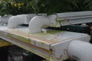 Algae and salt residue in a hydroponic system