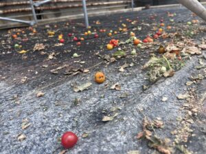 Debris left behind from previous crops