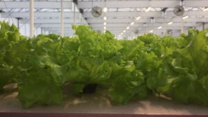 Investing in the Right Lights: 5 Key Considerations