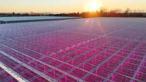 Windset Farms Begins Planting at Expanded Delta Facility