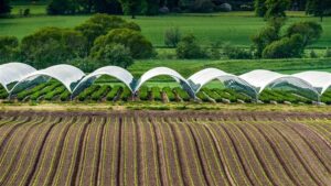Opinion: Long-term CEA Success Depends on Field Farmers