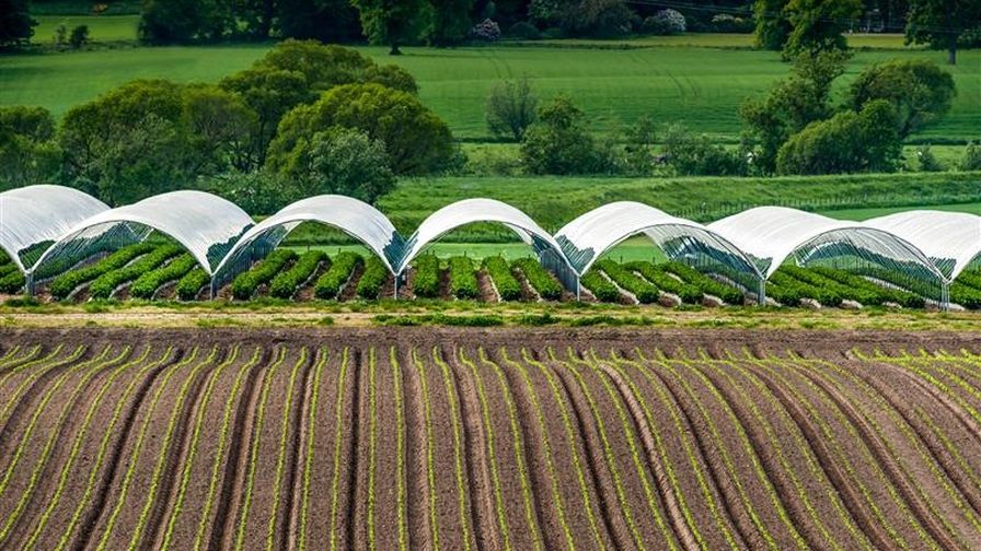 High tunnels in an open field