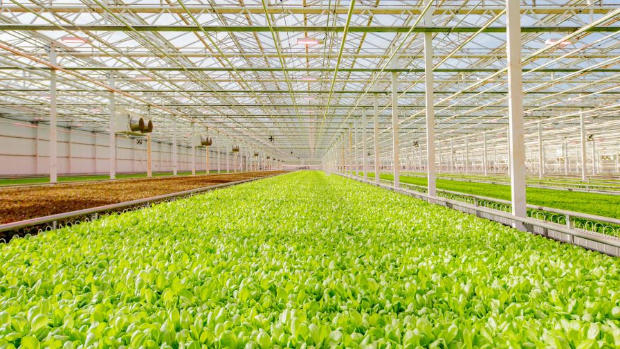 Inside of a Local Bounti facility