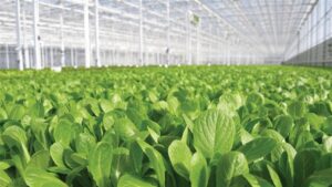 Nature Fresh Farms Announces New Partnership with Revol Greens