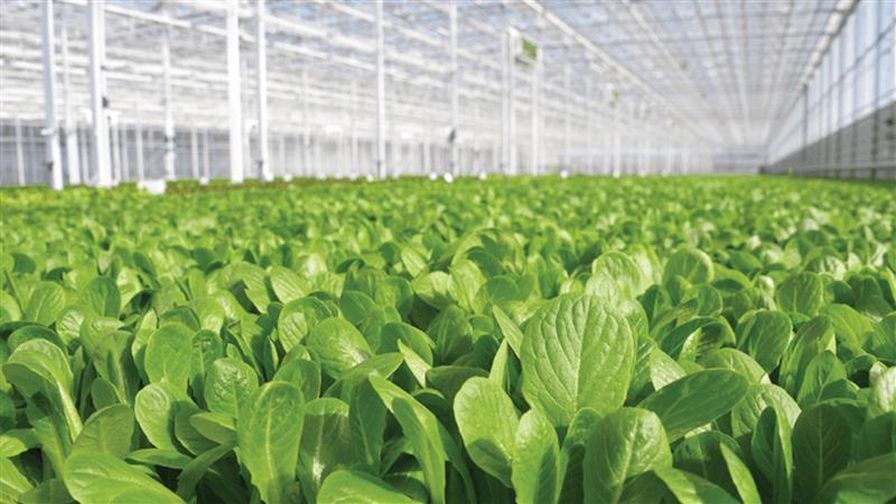 Greens growing in a Revol Greens facility