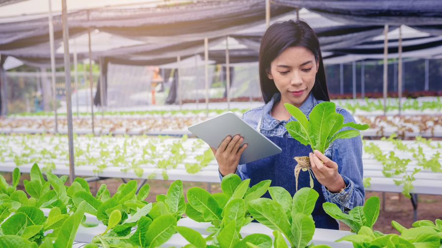 Smart farmer, Owner hydroponics vegetable farm in the greenhouse use smart pad for checking quality of the organic vegetables. IOT Agriculture Concept