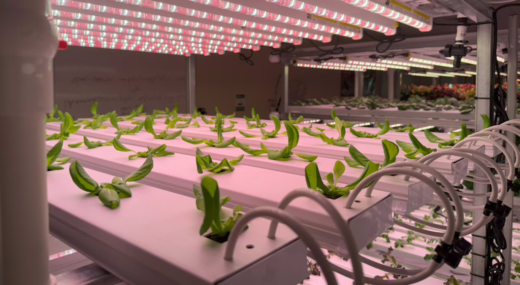 Young lettuce seedlings growing in NFT channels under LED lighting in a vertical farm.