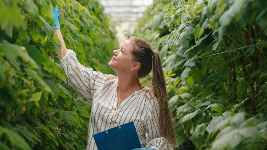 Female grower checking plants