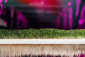 Microgreens growing in an aeroponics system