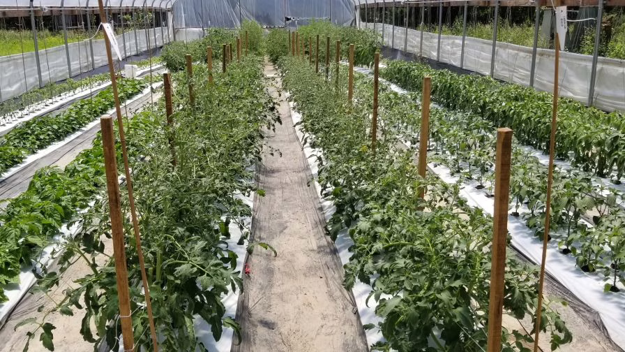 High tunnel at Box Turtle Ranch