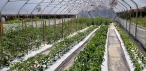 Greens growing at Box Turtle Ranch