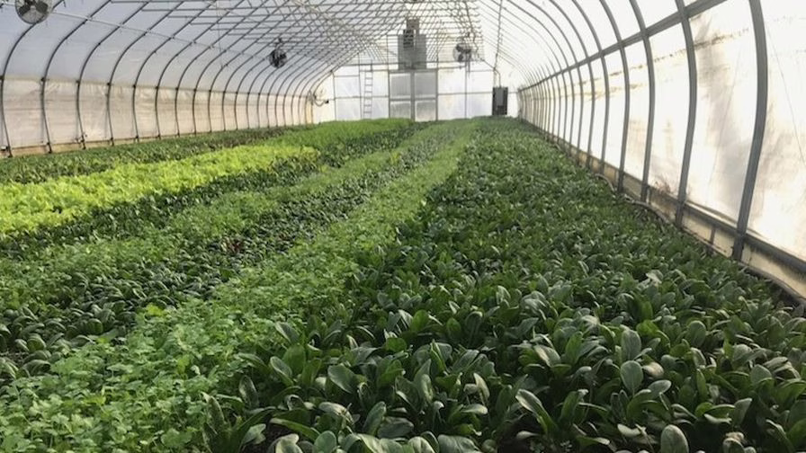 Spinach growing in a high tunnel