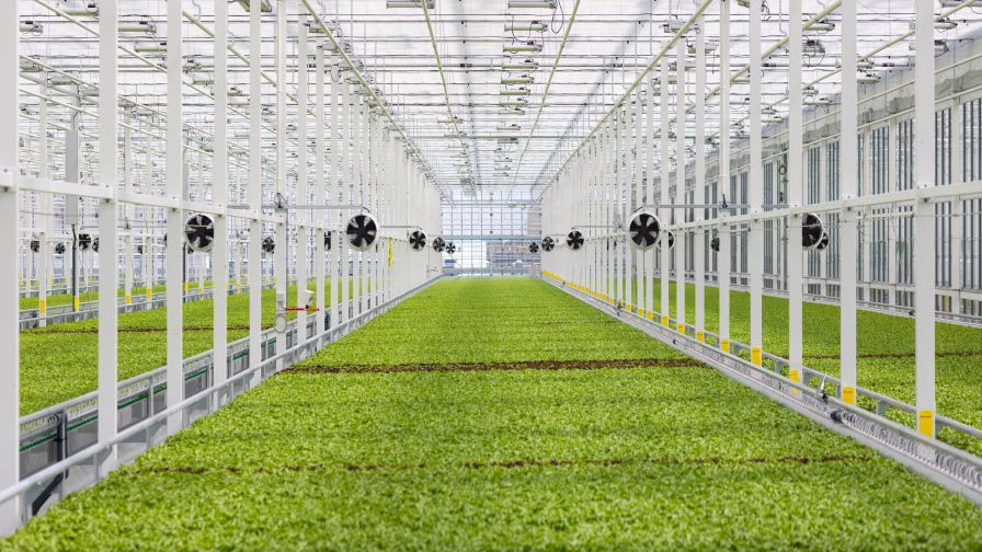 Inside of the Vegpro greenhouse