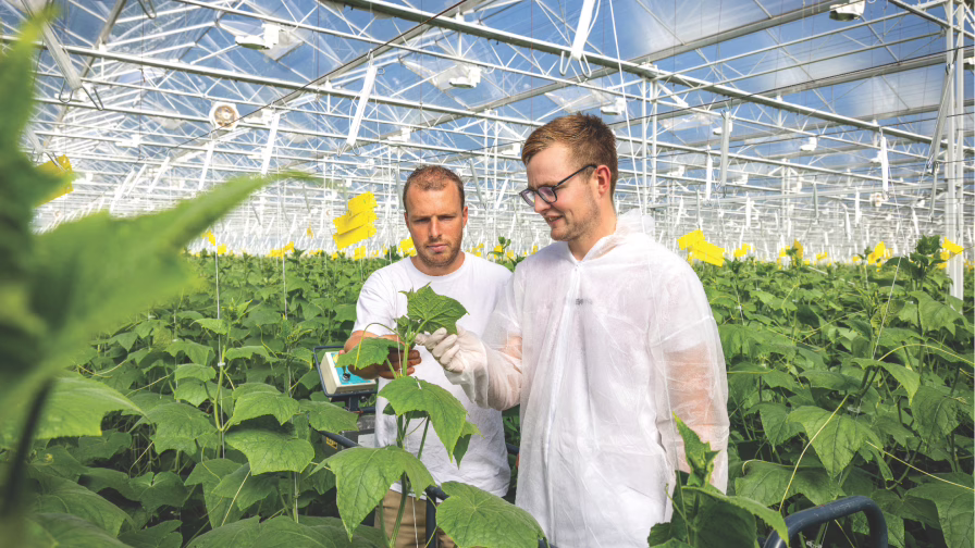 Growers on the BASF team