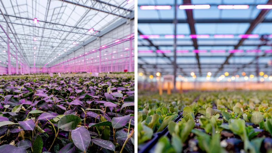 Plants growing under dynamic LED lighting