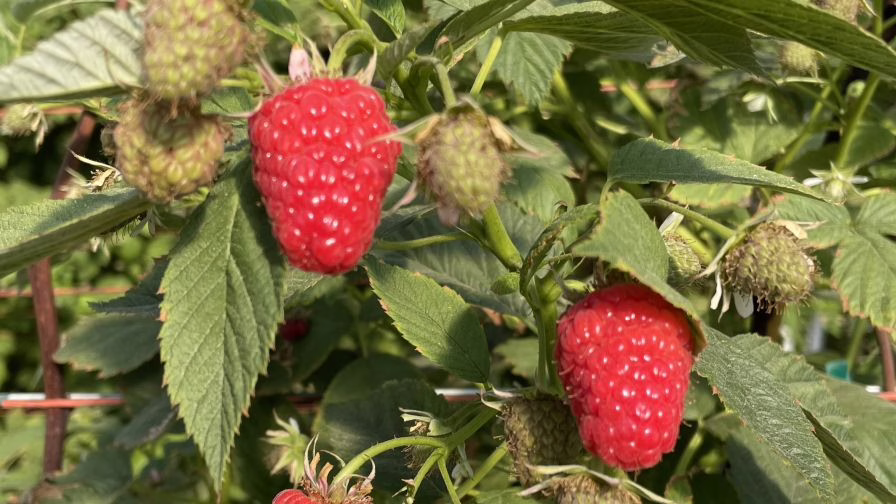 Long cane raspberries