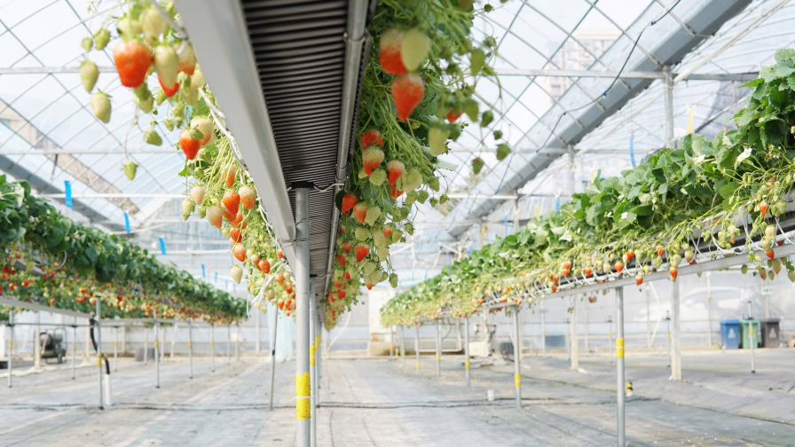 Strawberries growing in a greenhouse