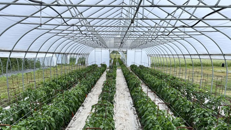 Crops growing in a high tunnel.