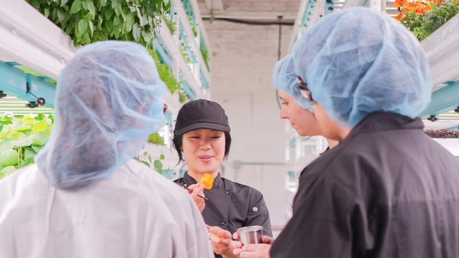Grower harvesting microgreens and edible flowers.